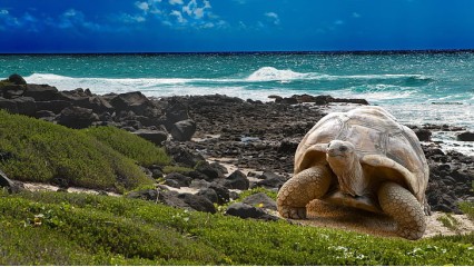 Viaje Ecuador: Galapagos - Quito -Isla Santa Cruz - Isla Isabela - Guayaquil